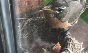 Feeding Time for Three Day Old Robins