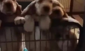 Happy weekend with these little ones!