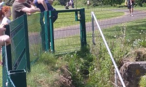Cygnet Saved From Dublin Drain