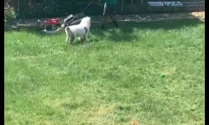Clever Dog Has a Plan to Prompt Frisbee Game