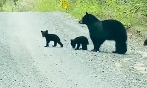 Black Bear Crosses Road With Her Cubs