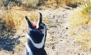Have you ever heard a penguin sing before?