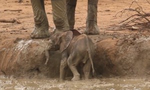 Elephants heroically rush over to help baby out of mud bank