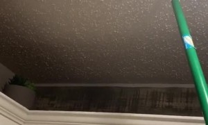 Kitty Takes a Spill Into the Sink While Chasing Moth