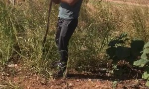 Catching a Wild Belt Snake