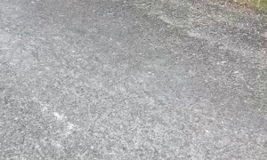 Bird Behaves Like a Snake to Scare of Predators