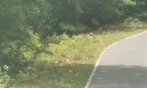 Deer Saved From Close Call with a Constrictor