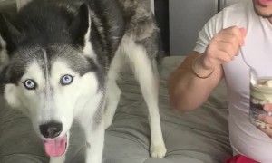 Husky Argues for Ice Cream!