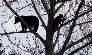 Black Bears Enjoy Family Time in the Treetops