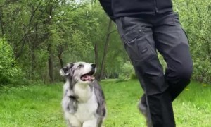 Synchronized Dance Routine With Doggy