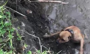 Dog Struggles to Climb Up River Bank