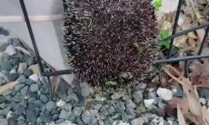 Fence Cut to Rescue Stuck Hedgehog