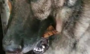 Dog Won't Drop Turtle