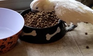 Citron Crested Cockatoo Throwing Dog Food