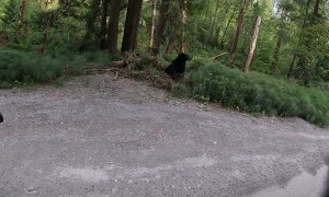 Motorcycle Rider's Friendly Black Bear Encounter