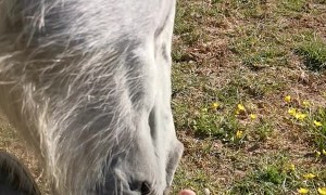 Horse Thinks Mom has Smelly Feet