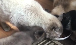 Little Fox Take Food From Cats