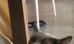 Cat Has a Sneezing Malfunction