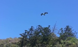 Sea Eagle Grabbing a Hot Dog Out of Friends Hand