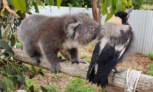 Koala Runs Into Magpie Road Block