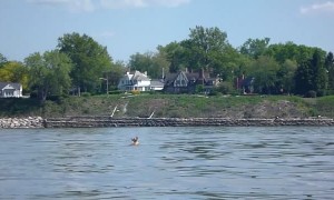 Kayakers Rescue Deer Swimming in a Large Lake