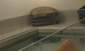 Dude's Dive Results in Damage