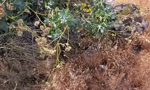 Gopher Snake Imitating Rattlesnake Rattle Sound