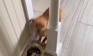 Chihuahua Does Its Best Cyclone Impression