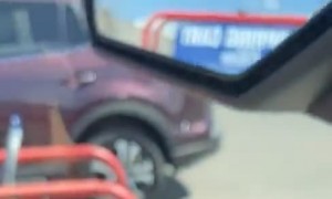 Wasps Boxing Outside of Car Window