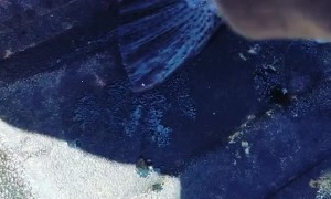 Milking a Rainbow Trout for its Roe