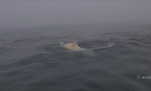 Rare albino orca whale caught on camera