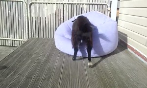 Goat is on a mission to balance on a blow-up chair