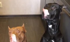 Obedient Dogs Wait for Bacon