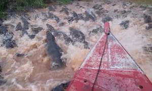 Navigating Through A Sea of Caimans