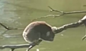 Sleepy Koala Wakes from Nap for a Drink