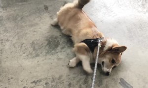 Doggy Throws Tantrum Coming Home from the Dog Park