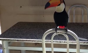 Adventurous Toucan Takes the Tobacco