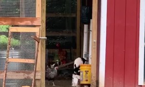 Goat Kid Thinks She's a Chicken