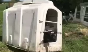 Cow Takes Enclosure for a Walk