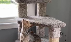 Dog and Cat Playfully Tussle on Tower