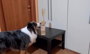 Precise Doggo Extracts Banknotes and Jenga Game Blocks