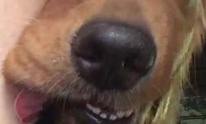 Tired Dog Finds Total Relaxation on Its Humans Leg