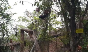 Chicken Playfully Slides down Iron Bar