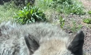 Excitement Levels Peak over Wolf