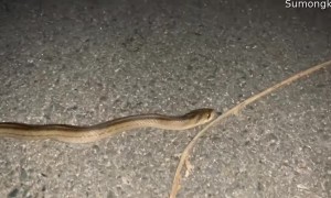 Snake Crossing the Road Doesn't Like Being Touched