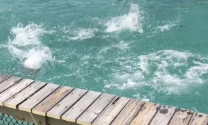 Dolphins Are Masterfully Trained and Provide a Dazzling Display in the Bahamas