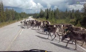 Massive herd of reindeer casually block the road