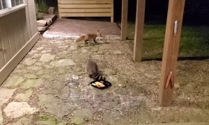 Arkansas Raccoon and Fox Fun