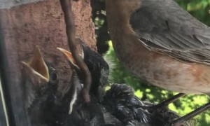Nine Day Old Robins Getting Fed