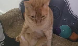 Peculiar Kitty Sits Upright Like a Human